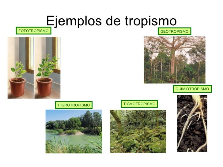 Que es fototropismo y ejemplos 78 Que es fototropismo y ejemplos 9